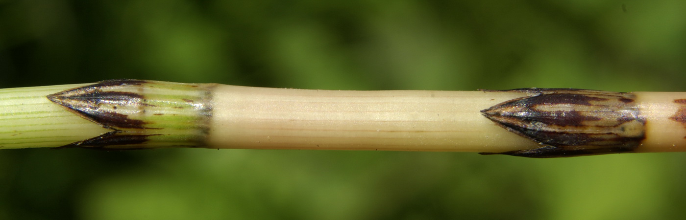 Image of Equisetum &times; litorale specimen.