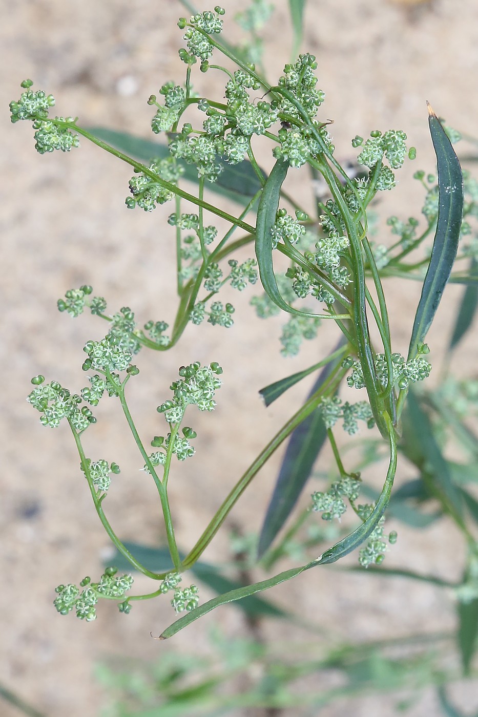 Изображение особи род Chenopodium.