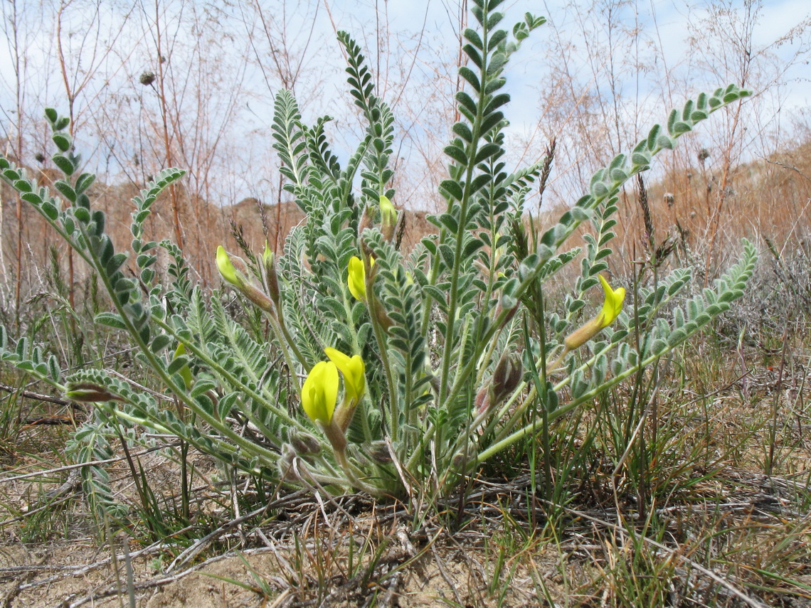 Изображение особи Astragalus balchaschensis.