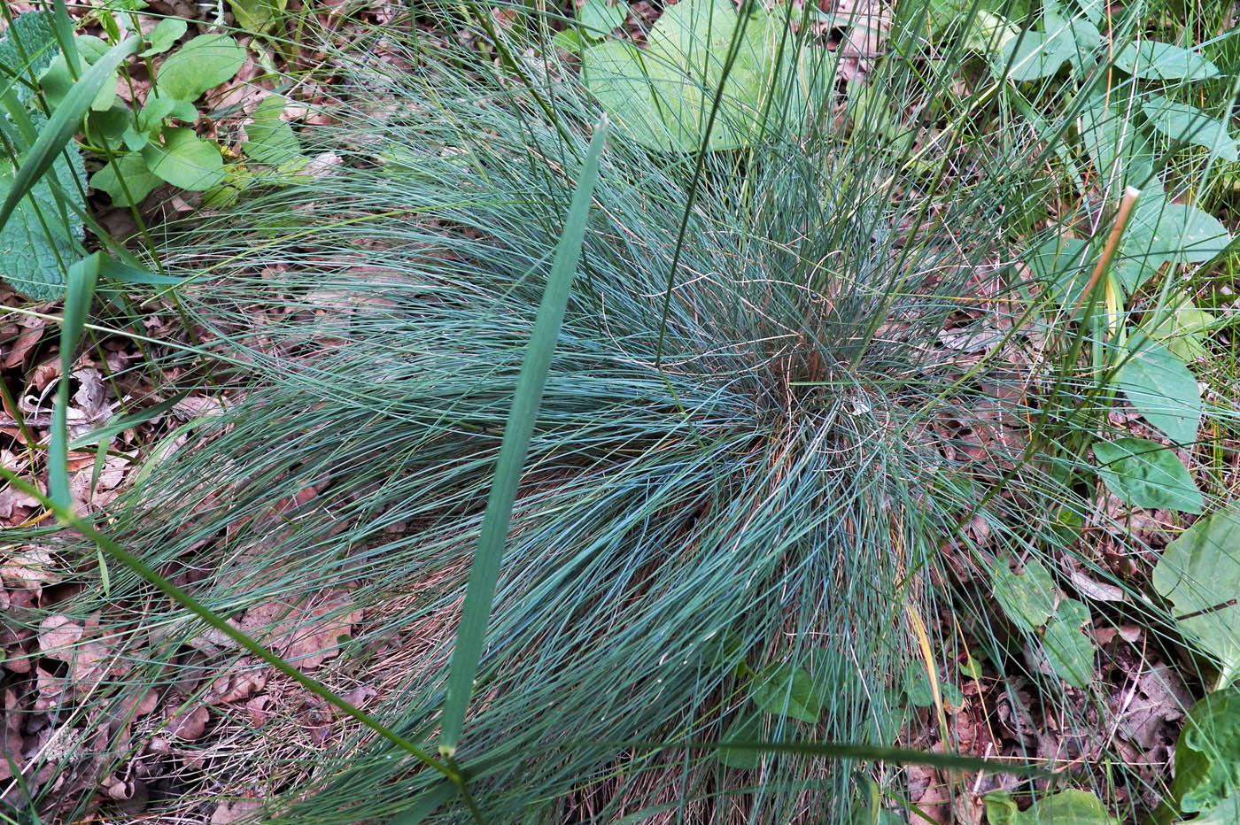 Image of genus Festuca specimen.