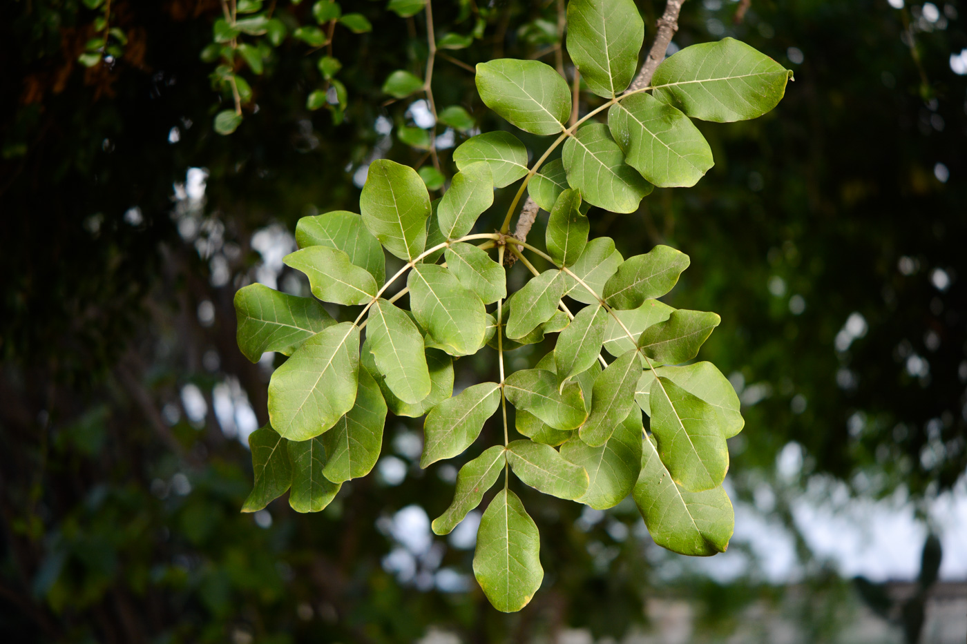 Изображение особи Kigelia pinnata.