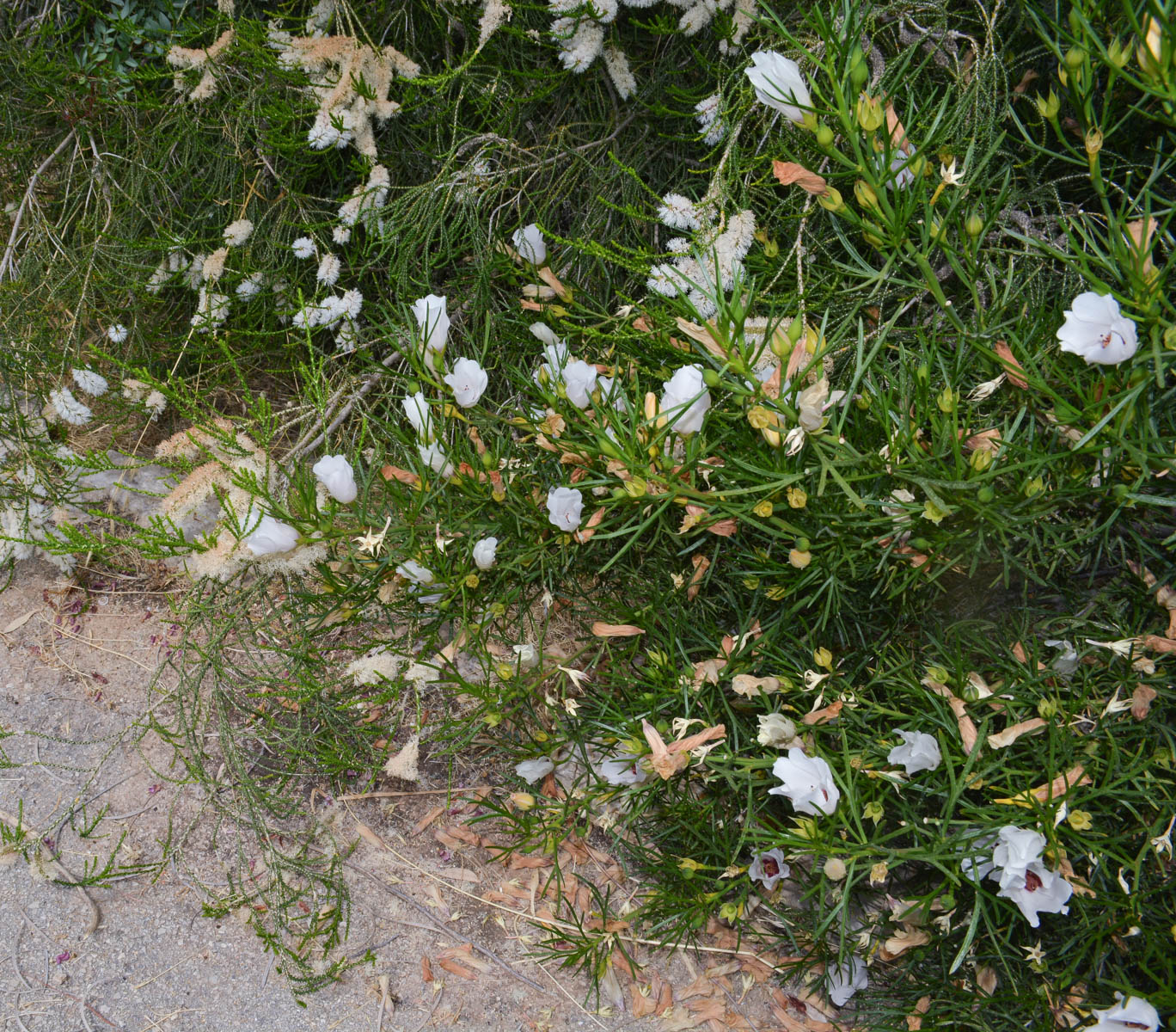 Image of Alyogyne hakeifolia specimen.