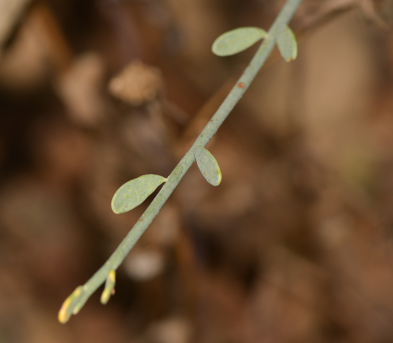 Image of Sisyndite spartea specimen.
