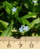 Myosotis cespitosa