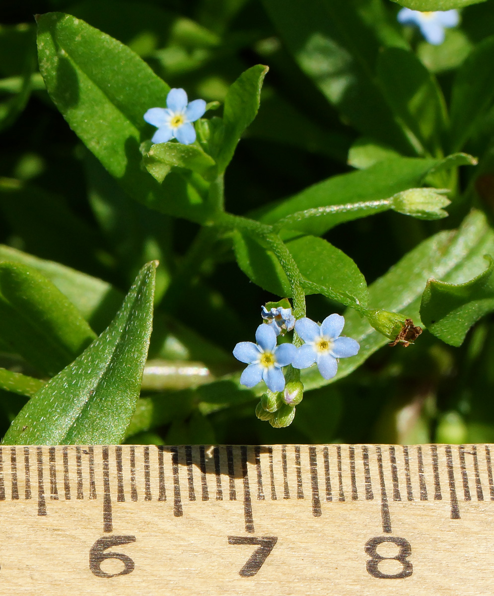 Изображение особи Myosotis cespitosa.