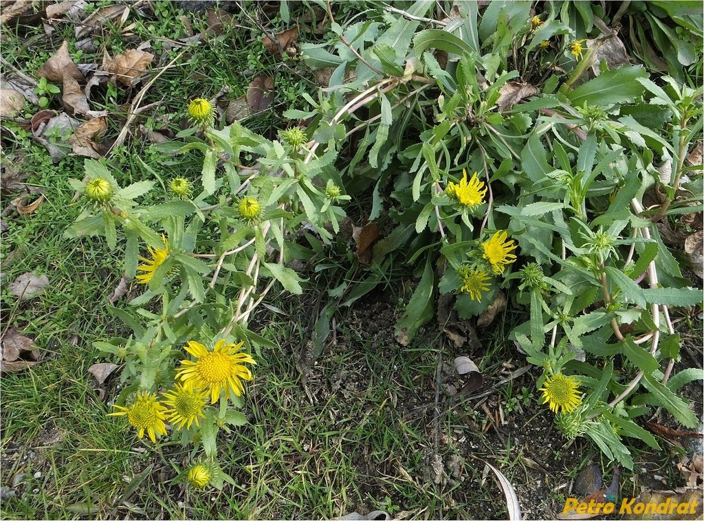 Image of Grindelia squarrosa specimen.