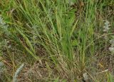 genus Stipa. Нижние части цветущих растений. Восточный Казахстан, г. Усть-Каменогорск, правый берег р. Иртыш, луг. 13.07.2017.
