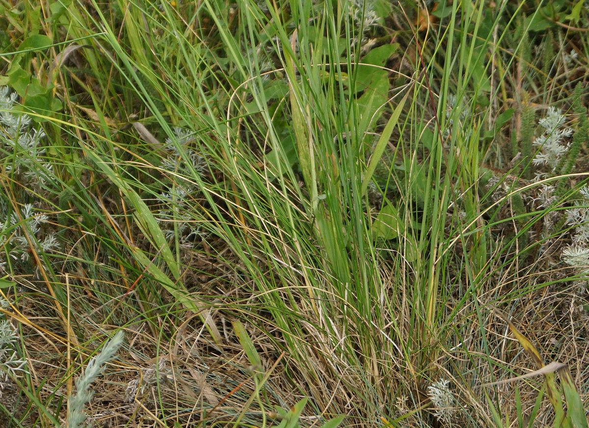 Изображение особи род Stipa.