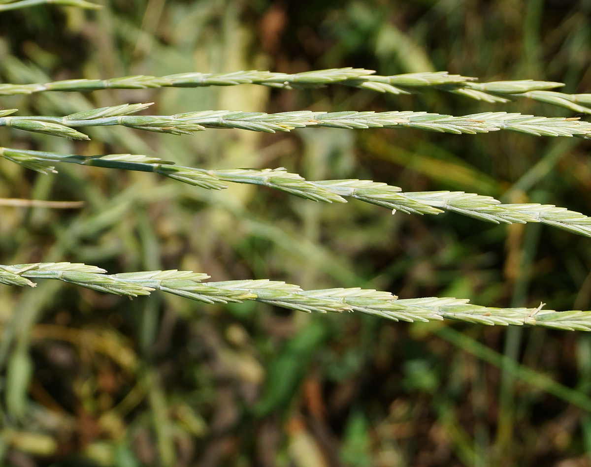 Изображение особи Elytrigia repens.