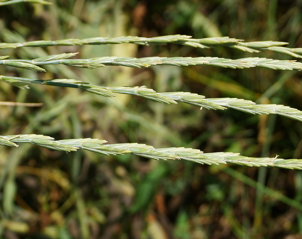 Изображение особи Elytrigia repens.