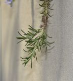 Rosmarinus officinalis variety prostratus. Верхушка веточки. Израиль, Шарон, г. Герцлия, на ограде двора, в культуре. 18.10.2015.