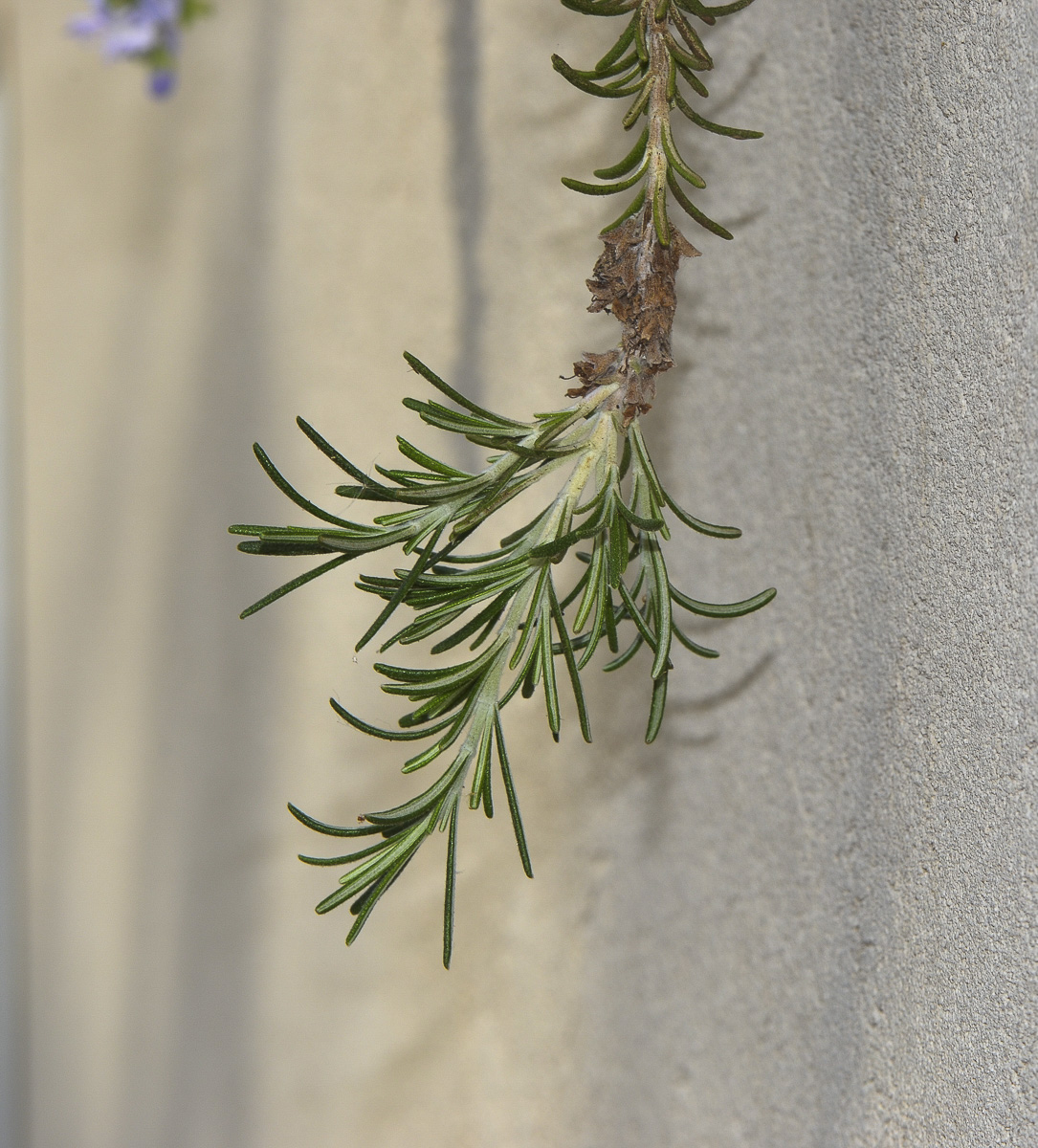 Image of Rosmarinus officinalis var. prostratus specimen.