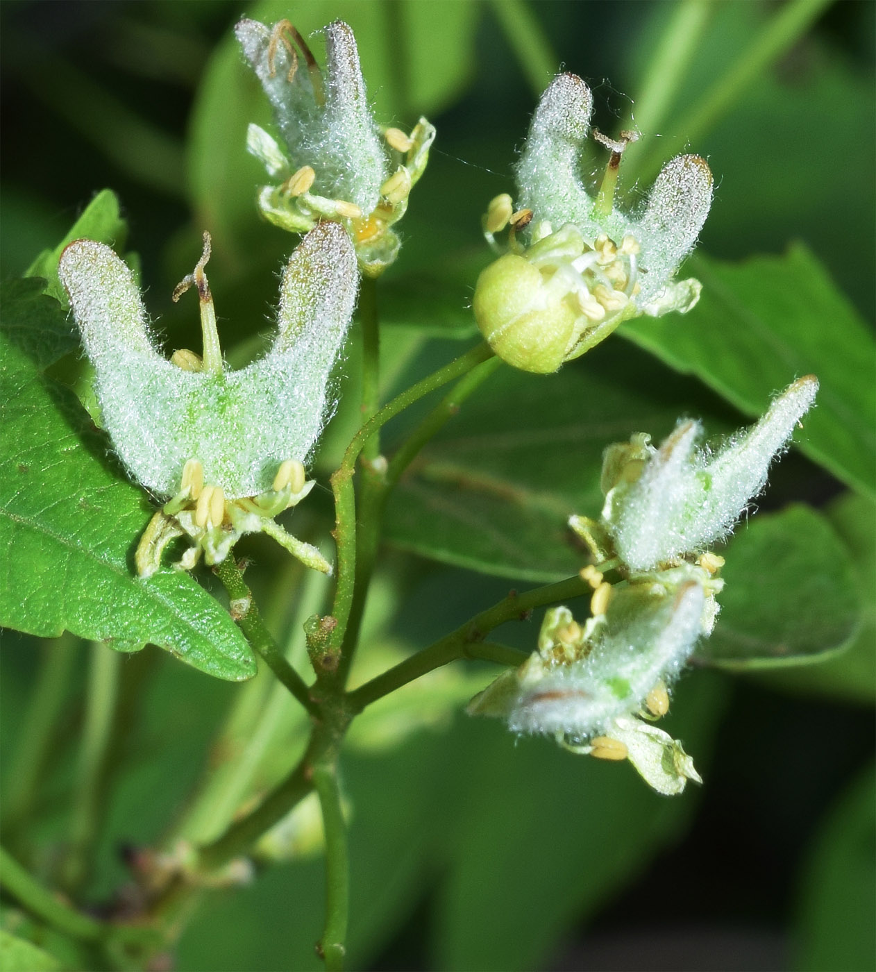 Image of Acer semenovii specimen.