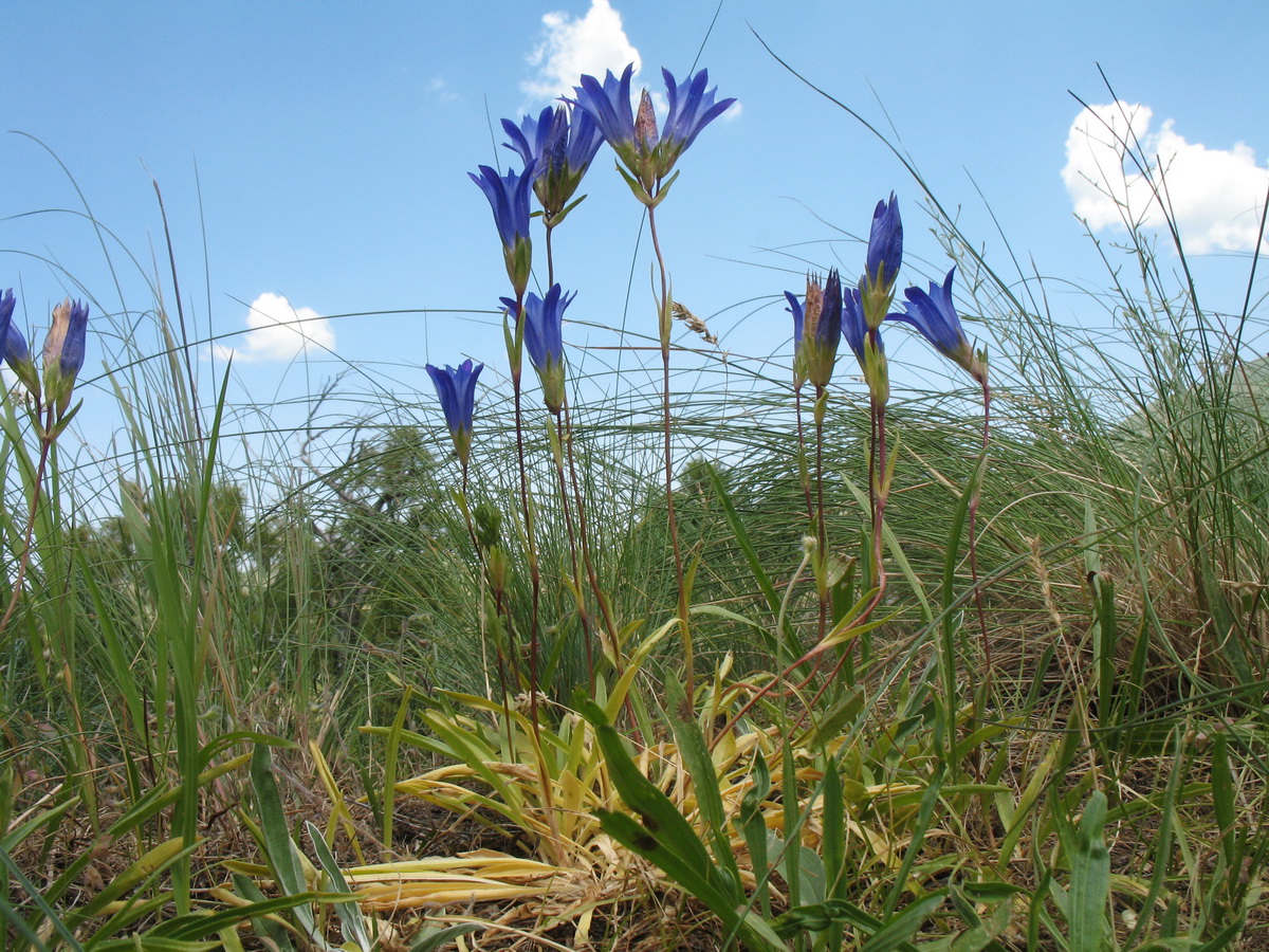 Image of Gentiana olivieri specimen.