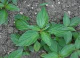 Acalypha australis