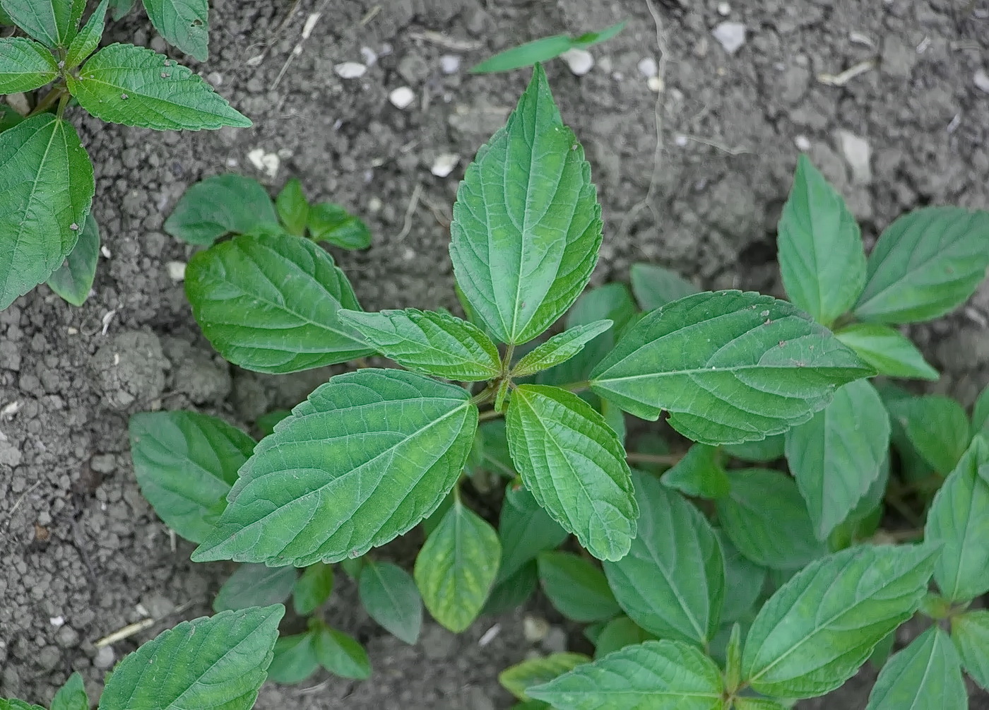 Image of Acalypha australis specimen.