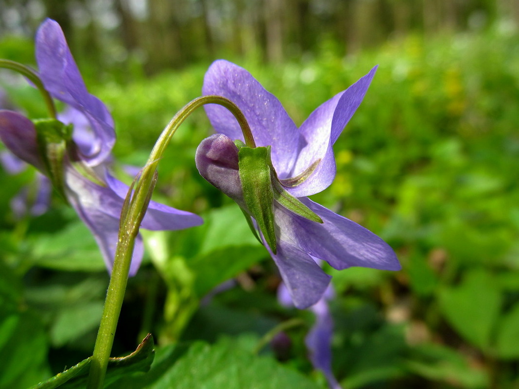 Image of Viola reichenbachiana specimen.