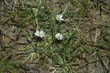 Taraxacum leucanthum