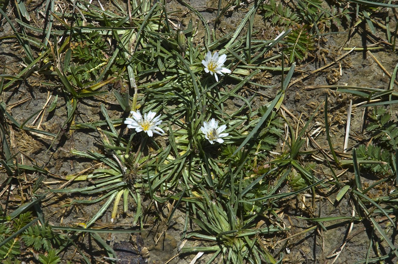 Изображение особи Taraxacum leucanthum.