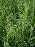 Vicia segetalis