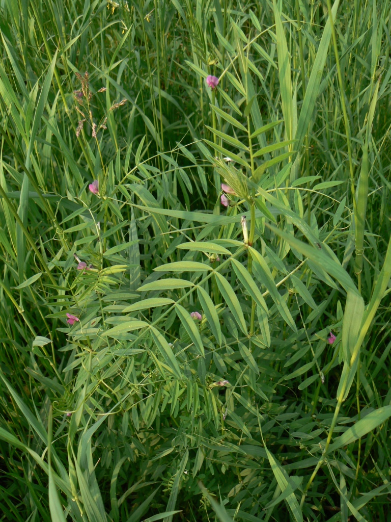 Image of Vicia segetalis specimen.