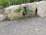 Arum palaestinum. Отцветающее растение. Израиль, Иудейские горы, г. Иерусалим, ботанический сад университета, сорное. 27.03.2018.