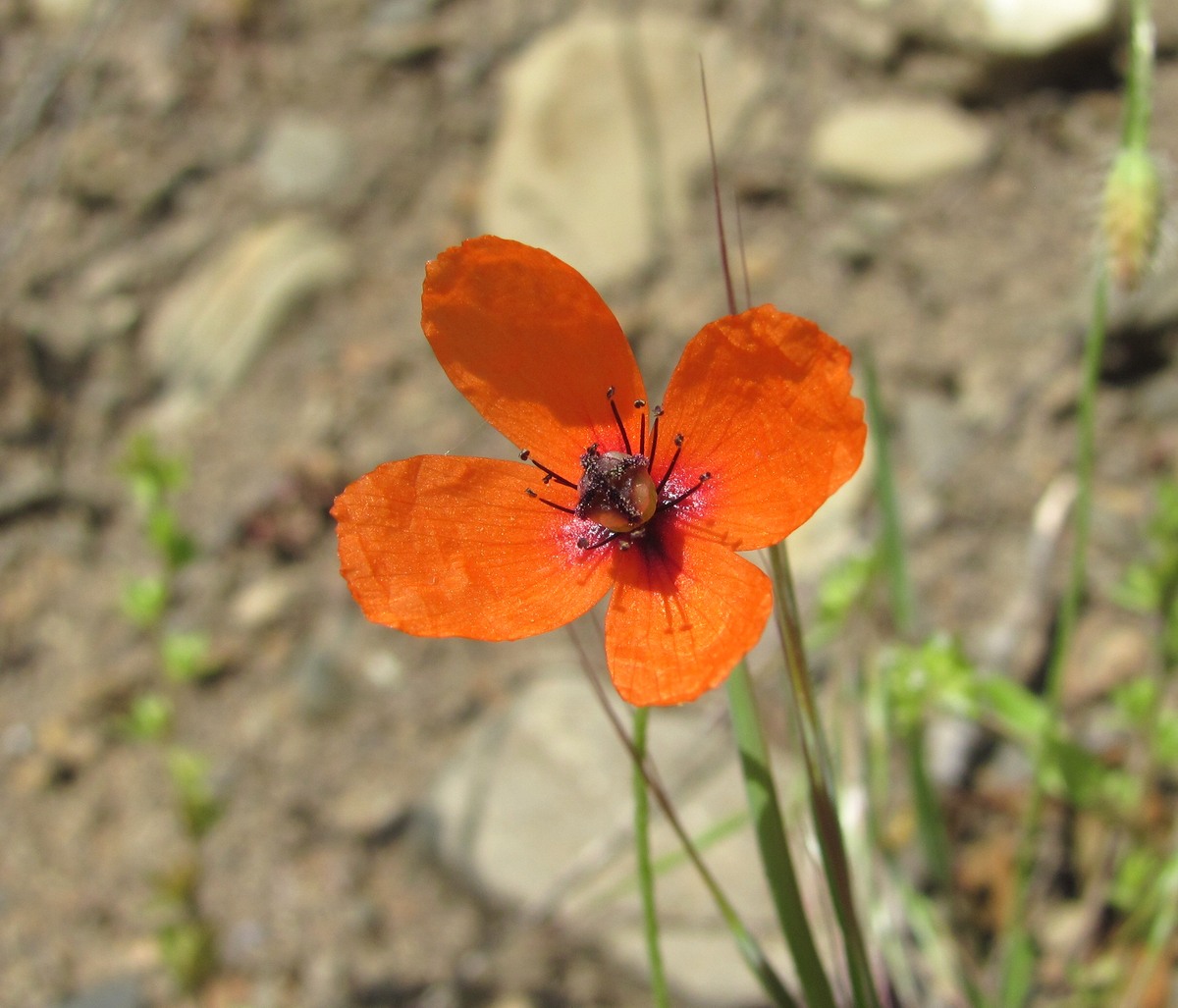 Изображение особи Papaver dubium.