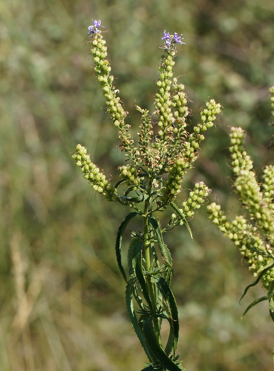 Image of Veronica longifolia specimen.