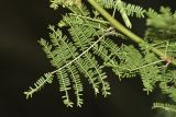 Vachellia farnesiana