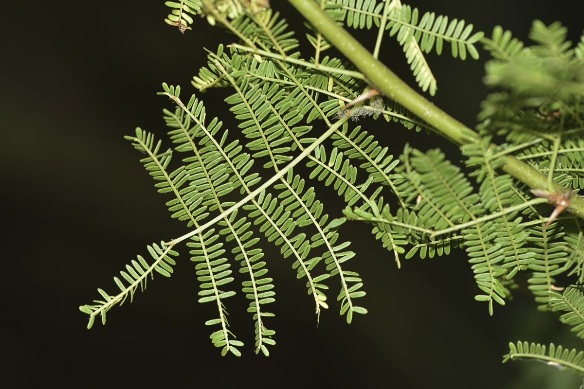 Изображение особи Vachellia farnesiana.