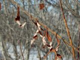 Salix schwerinii