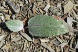 familia Asteraceae. Вегетирующее растение. Узбекистан, Джизакская обл., Зааминский р-н, ущ. р. Сувлисай недалеко от плотины Зааминского водохранилища. 20.04.2018.