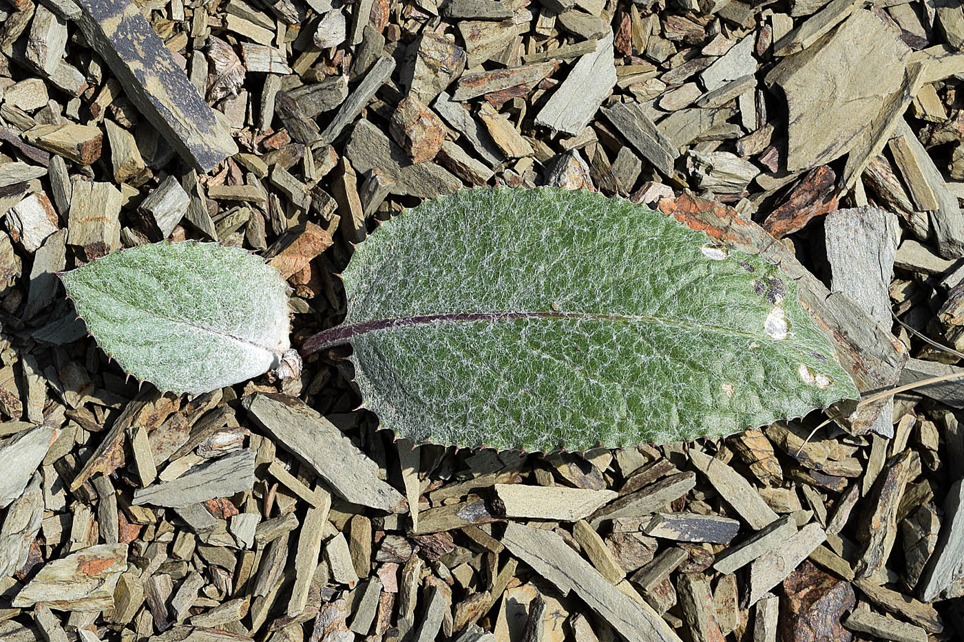 Image of familia Asteraceae specimen.