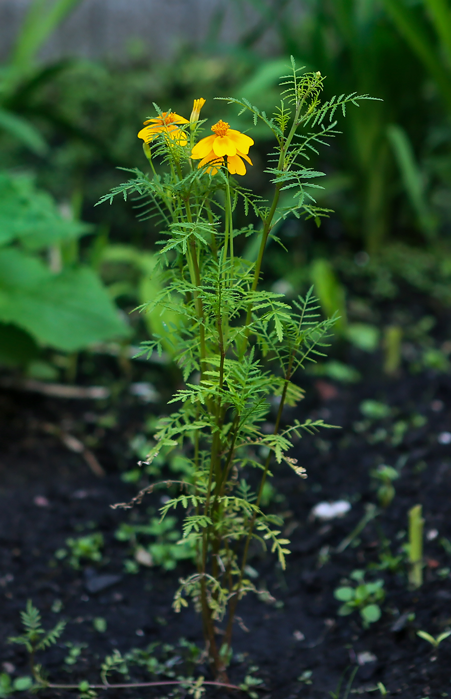 Изображение особи Tagetes tenuifolia.