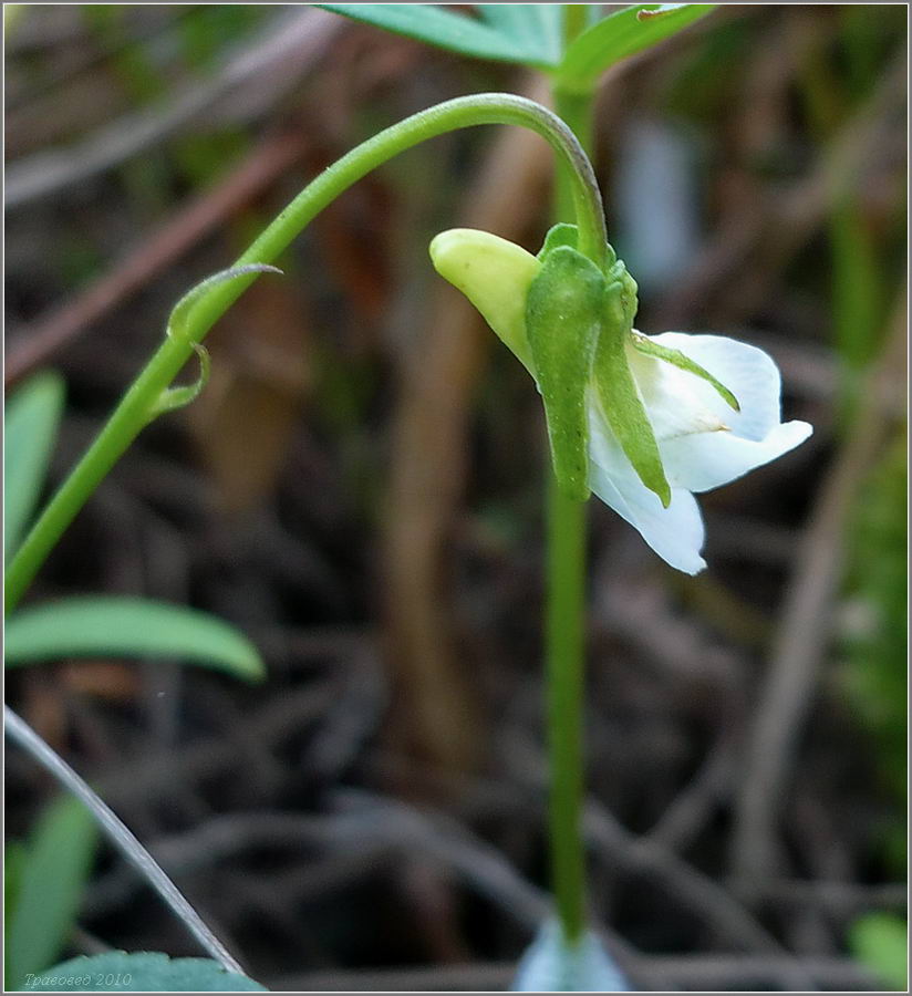 Image of Viola stagnina specimen.