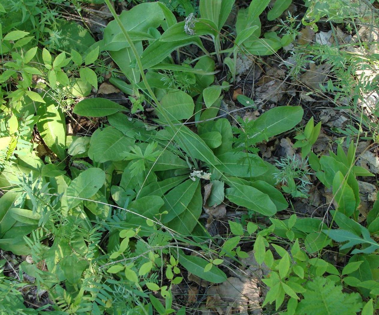 Изображение особи Crepis praemorsa.