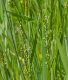 Glyceria notata