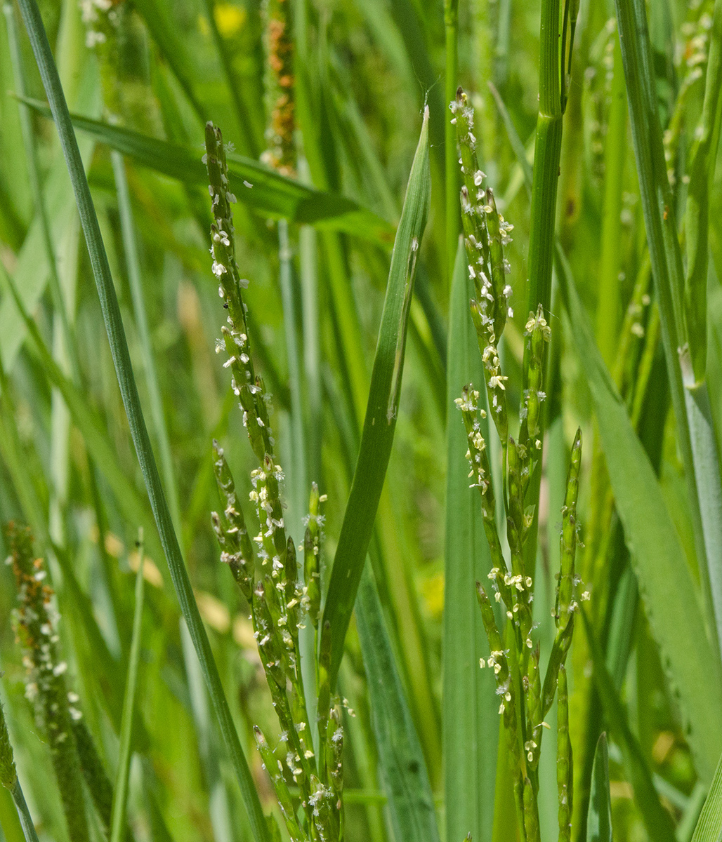 Image of Glyceria notata specimen.