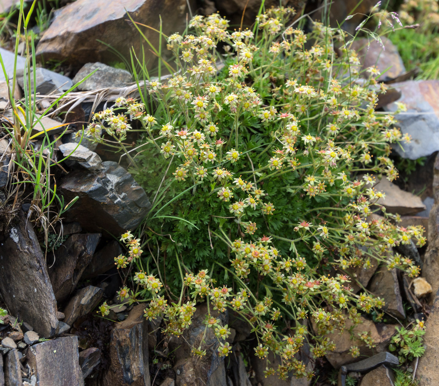 Изображение особи Saxifraga moschata.