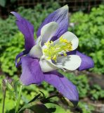 Aquilegia vulgaris