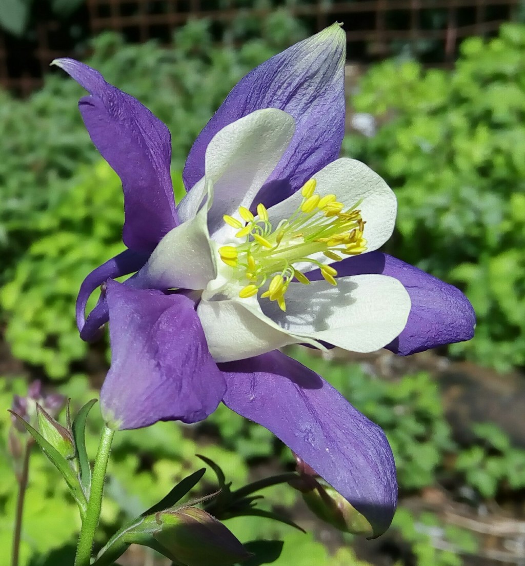 Изображение особи Aquilegia vulgaris.