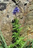 Aconitum cymbulatum. Цветущее растение. Кабардино-Балкария, Эльбрусский р-н, долина р. Ирикчат, ок. 3000 м н.у.м., каменистый склон. 06.08.2018.