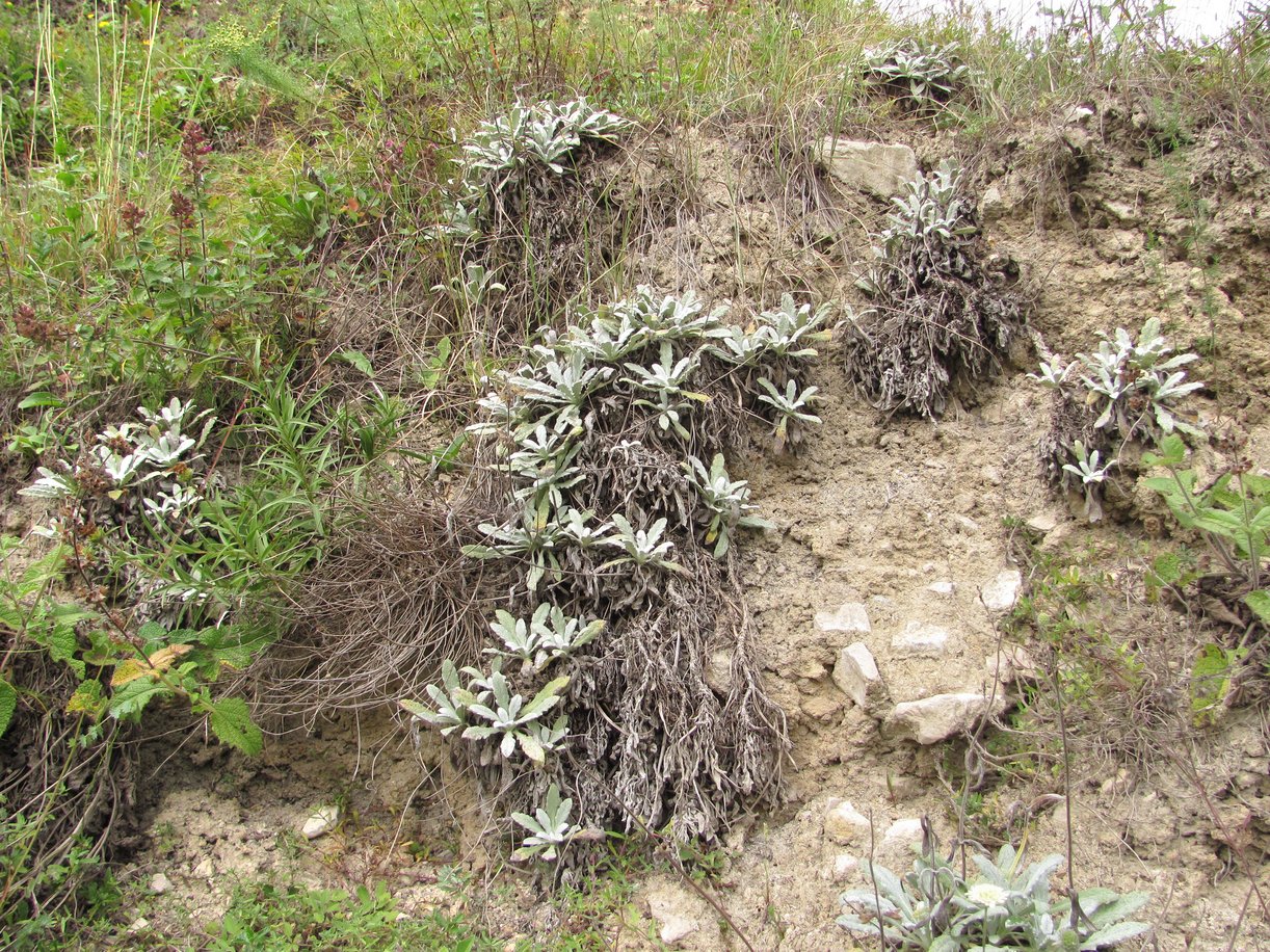 Изображение особи Salvia canescens.