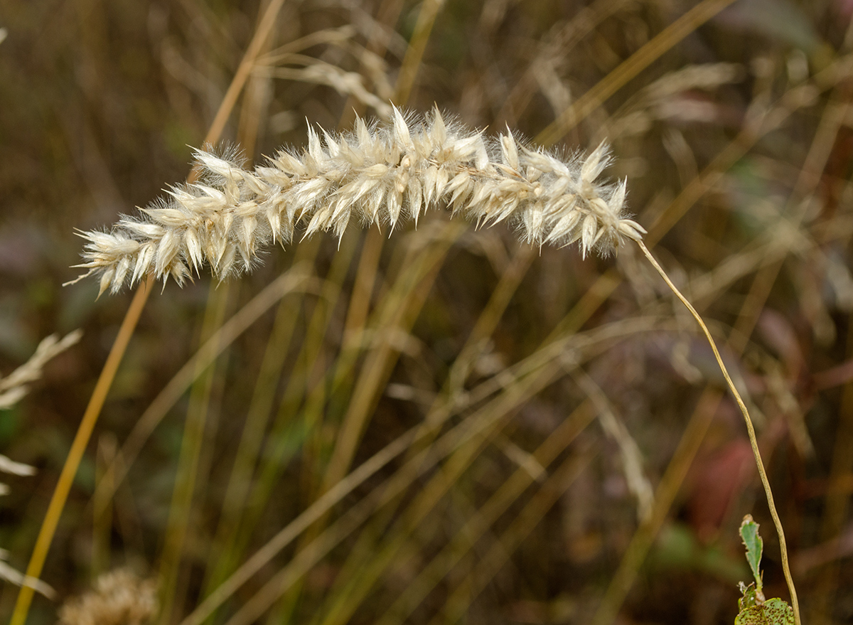 Image of Melica transsilvanica specimen.