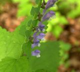 Scutellaria altissima. Часть соцветия. Днепропетровская обл., балка в верховьях р. Самоткани. 2010 г.05.30.