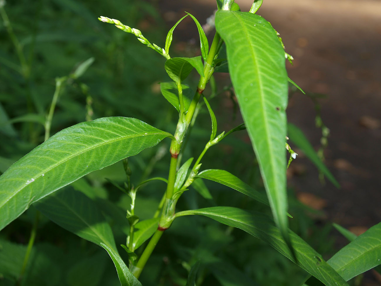 Image of Persicaria hydropiper specimen.