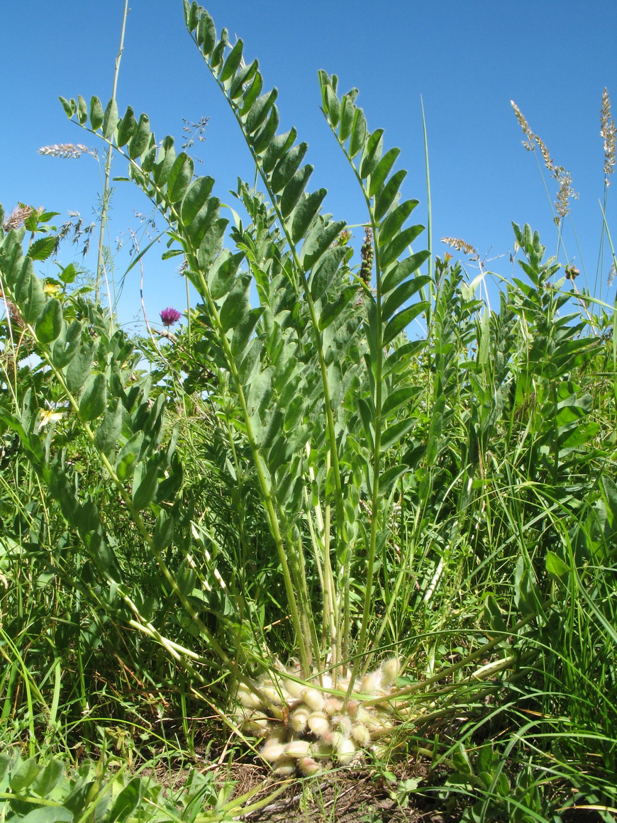 Image of Astragalus schanginianus specimen.