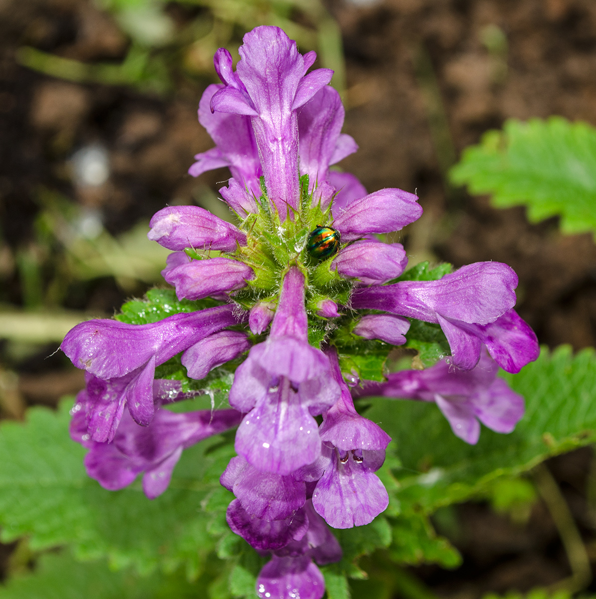 Изображение особи Betonica macrantha.