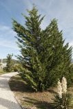 Cupressus × leylandii. Группа растений в культуре (на переднем плане — цветущая Yucca sp.). Краснодарский край, м/о город-курорт Сочи, Адлерский р-н, Природный орнитологический парк в Имеретинской низменности, кластер №7. 30.10.2018.