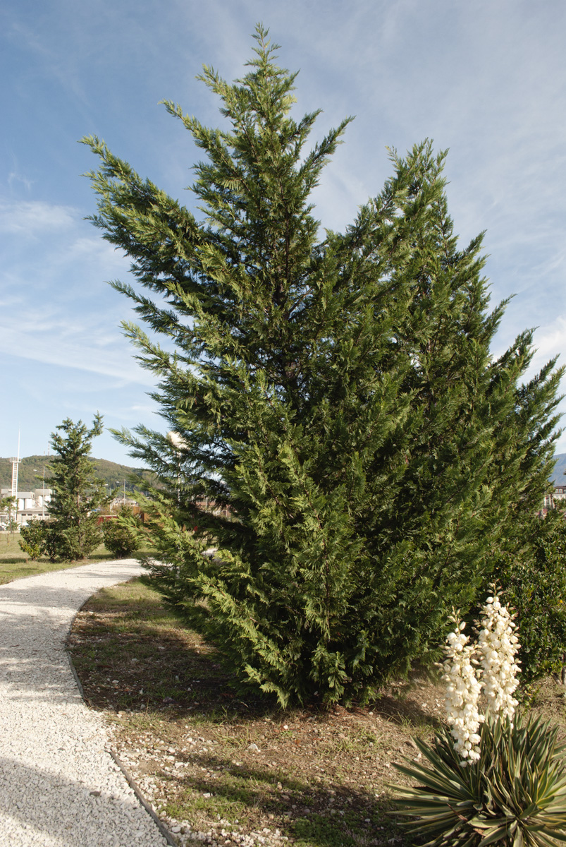 Изображение особи Cupressus &times; leylandii.